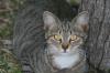 <img100*0:stuff/z/73640/cats%2520reference.5/i1264890919_1.jpg>