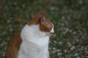 <img100*0:stuff/z/73640/cats%2520reference.5/i1264890919_2.jpg>