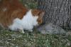 <img100*0:stuff/z/73640/cats%2520reference.5/i1264890919_3.jpg>