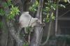 <img100*0:stuff/z/73640/cats%2520reference.5/i1264890919_4.jpg>