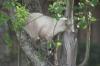 <img100*0:stuff/z/73640/cats%2520reference.5/i1264890919_5.jpg>