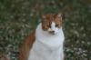 <img100*0:stuff/z/73640/cats%2520reference.5/i1264890920_10.jpg>