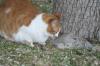 <img100*0:stuff/z/73640/cats%2520reference.5/i1264890920_11.jpg>