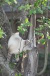 <img100*0:stuff/z/73640/cats%2520reference.5/i1264890920_12.jpg>