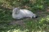 <img100*0:stuff/z/73640/cats%2520reference.5/i1264890920_13.jpg>