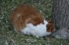 <img100*0:stuff/z/73640/cats%2520reference.5/i1264890920_14.jpg>