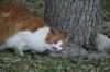 <img100*0:stuff/z/73640/cats%2520reference.5/i1264890920_15.jpg>