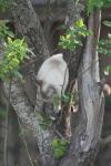 <img100*0:stuff/z/73640/cats%2520reference.5/i1264890920_16.jpg>