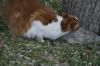 <img100*0:stuff/z/73640/cats%2520reference.5/i1264890920_17.jpg>