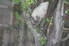 <img100*0:stuff/z/73640/cats%2520reference.5/i1264890920_19.jpg>