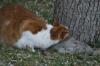<img100*0:stuff/z/73640/cats%2520reference.5/i1264890920_20.jpg>