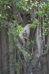 <img100*0:stuff/z/73640/cats%2520reference.5/i1264890920_21.jpg>