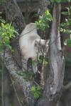 <img100*0:stuff/z/73640/cats%2520reference.5/i1264890920_22.jpg>