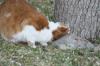 <img100*0:stuff/z/73640/cats%2520reference.5/i1264890920_23.jpg>