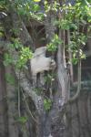 <img100*0:stuff/z/73640/cats%2520reference.5/i1264890920_24.jpg>