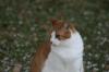 <img100*0:stuff/z/73640/cats%2520reference.5/i1264890920_6.jpg>