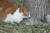 <img100*0:stuff/z/73640/cats%2520reference.5/i1264890920_7.jpg>