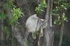<img100*0:stuff/z/73640/cats%2520reference.5/i1264890920_8.jpg>
