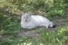 <img100*0:stuff/z/73640/cats%2520reference.5/i1264890920_9.jpg>