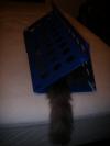 <img100*0:stuff/z/73640/cats%2520reference.5/i1265927433_1.jpg>