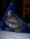 <img100*0:stuff/z/73640/cats%2520reference.5/i1265927434_2.jpg>