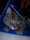 <img100*0:stuff/z/73640/cats%2520reference.5/i1265927434_3.jpg>