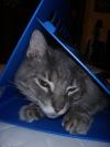 <img100*0:stuff/z/73640/cats%2520reference.5/i1265927435_4.jpg>