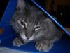 <img100*0:stuff/z/73640/cats%2520reference.5/i1265927435_5.jpg>