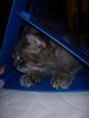 <img100*0:stuff/z/73640/cats%2520reference.5/i1265927436_6.jpg>
