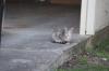 <img100*0:stuff/z/73640/cats%2520reference.5/i1275867178_1.jpg>