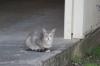 <img100*0:stuff/z/73640/cats%2520reference.5/i1275867178_2.jpg>