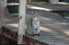 <img100*0:stuff/z/73640/cats%2520reference.5/i1275867178_3.jpg>