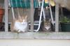<img100*0:stuff/z/73640/cats%2520reference.5/i1275867178_4.jpg>