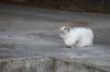 <img100*0:stuff/z/73640/cats%2520reference.5/i1275867179_6.jpg>