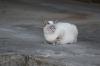 <img100*0:stuff/z/73640/cats%2520reference.5/i1275867179_7.jpg>