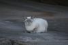 <img100*0:stuff/z/73640/cats%2520reference.5/i1275867179_8.jpg>