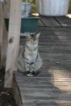<img100*0:stuff/z/73640/cats%2520reference.5/i1275867181_9.jpg>