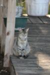 <img100*0:stuff/z/73640/cats%2520reference.5/i1275867182_10.jpg>