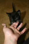 <img100*0:stuff/z/73640/cats%2520reference.6/i1279299053_1.jpg>