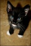 <img100*0:stuff/z/73640/cats%2520reference.6/i1279299053_2.jpg>