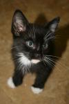 <img100*0:stuff/z/73640/cats%2520reference.6/i1279299054_3.jpg>