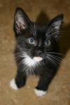 <img100*0:stuff/z/73640/cats%2520reference.6/i1279299054_4.jpg>