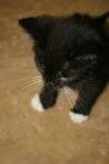 <img100*0:stuff/z/73640/cats%2520reference.6/i1279299055_5.jpg>