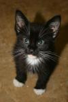 <img100*0:stuff/z/73640/cats%2520reference.6/i1279299056_6.jpg>