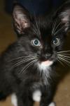 <img100*0:stuff/z/73640/cats%2520reference.6/i1279299057_7.jpg>