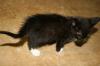 <img100*0:stuff/z/73640/cats%2520reference.6/i1279299393_1.jpg>