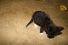<img100*0:stuff/z/73640/cats%2520reference.6/i1279299393_2.jpg>