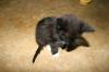 <img100*0:stuff/z/73640/cats%2520reference.6/i1279299393_3.jpg>