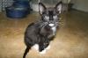 <img100*0:stuff/z/73640/cats%2520reference.6/i1279299393_4.jpg>