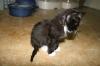 <img100*0:stuff/z/73640/cats%2520reference.6/i1279299393_5.jpg>